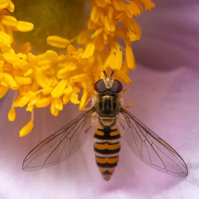 Hainschwebfliege