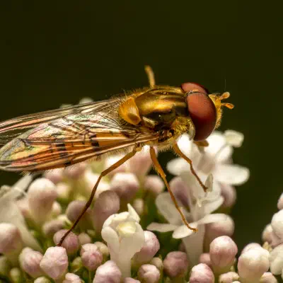 Hainschwebfliege