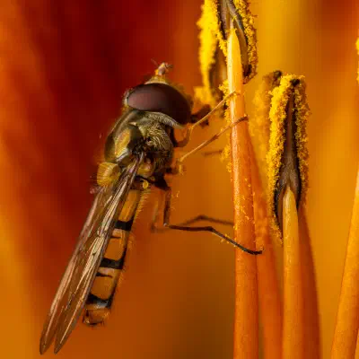 Hainschwebfliege