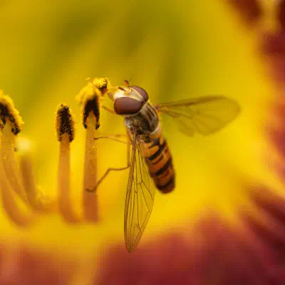 Hainschwebfliege