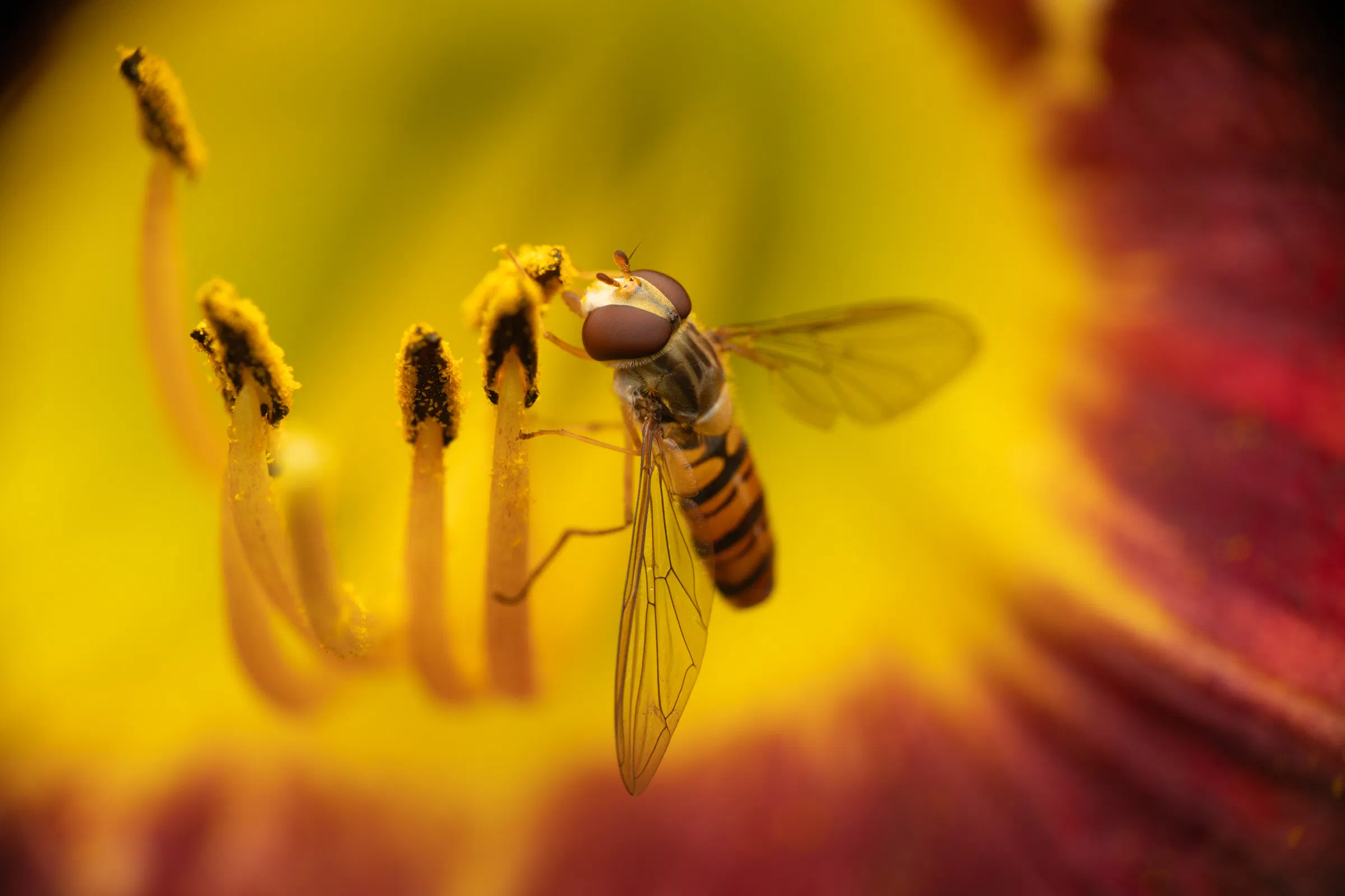 Hainschwebfliege