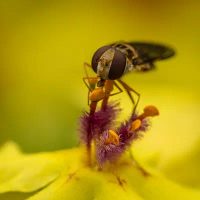 Hainschwebfliege