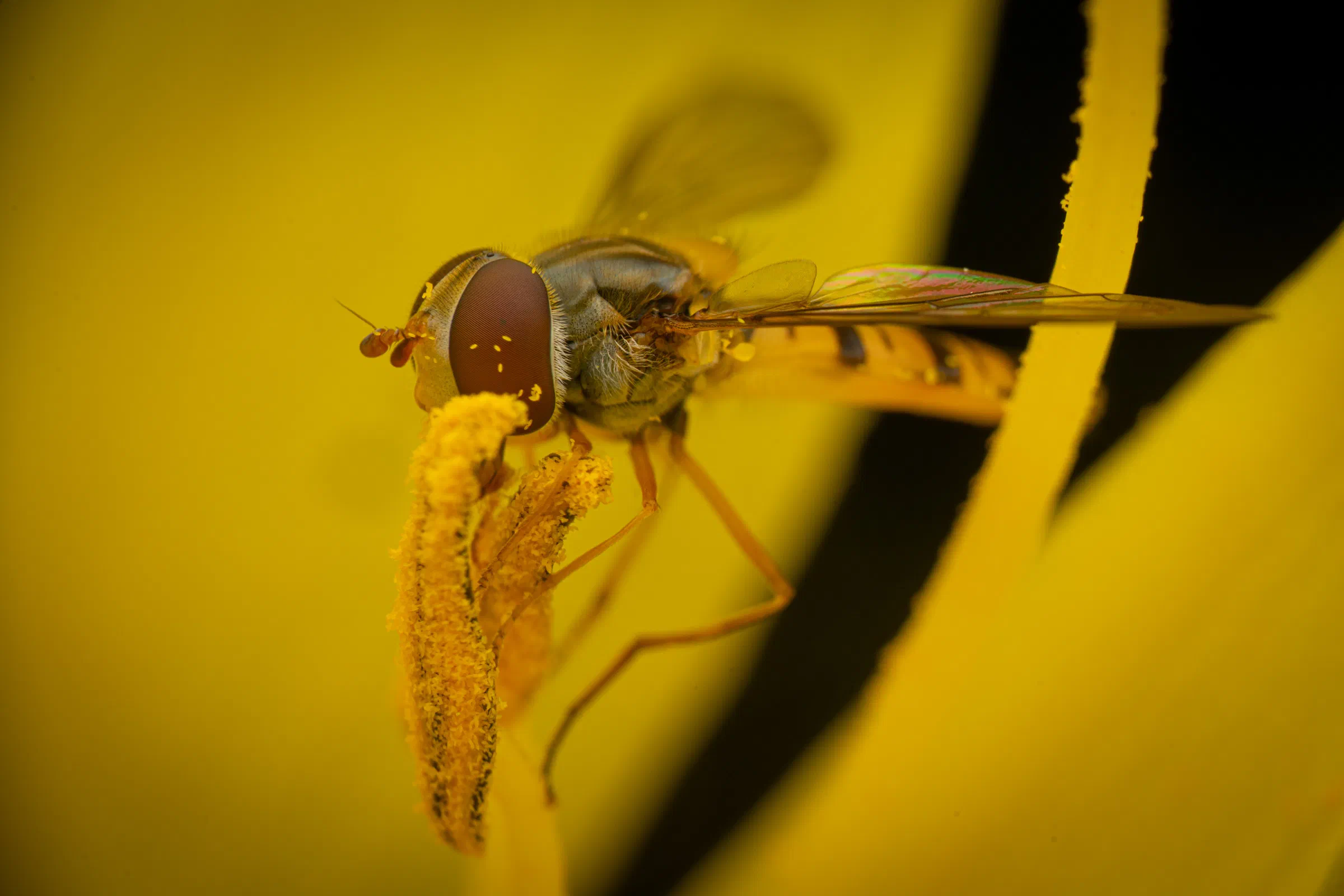 Hainschwebfliege