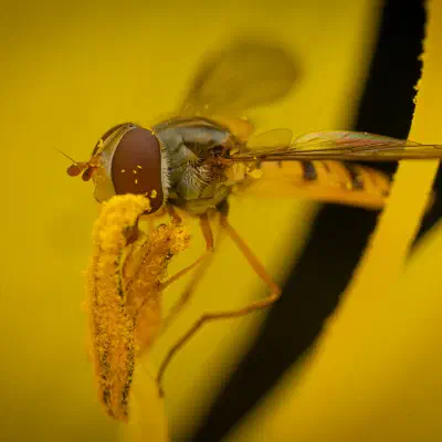 Hainschwebfliege