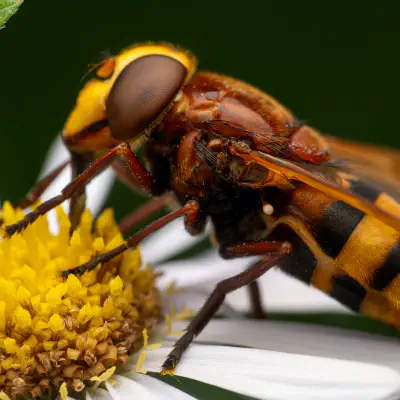 Hornissenschwebfliege