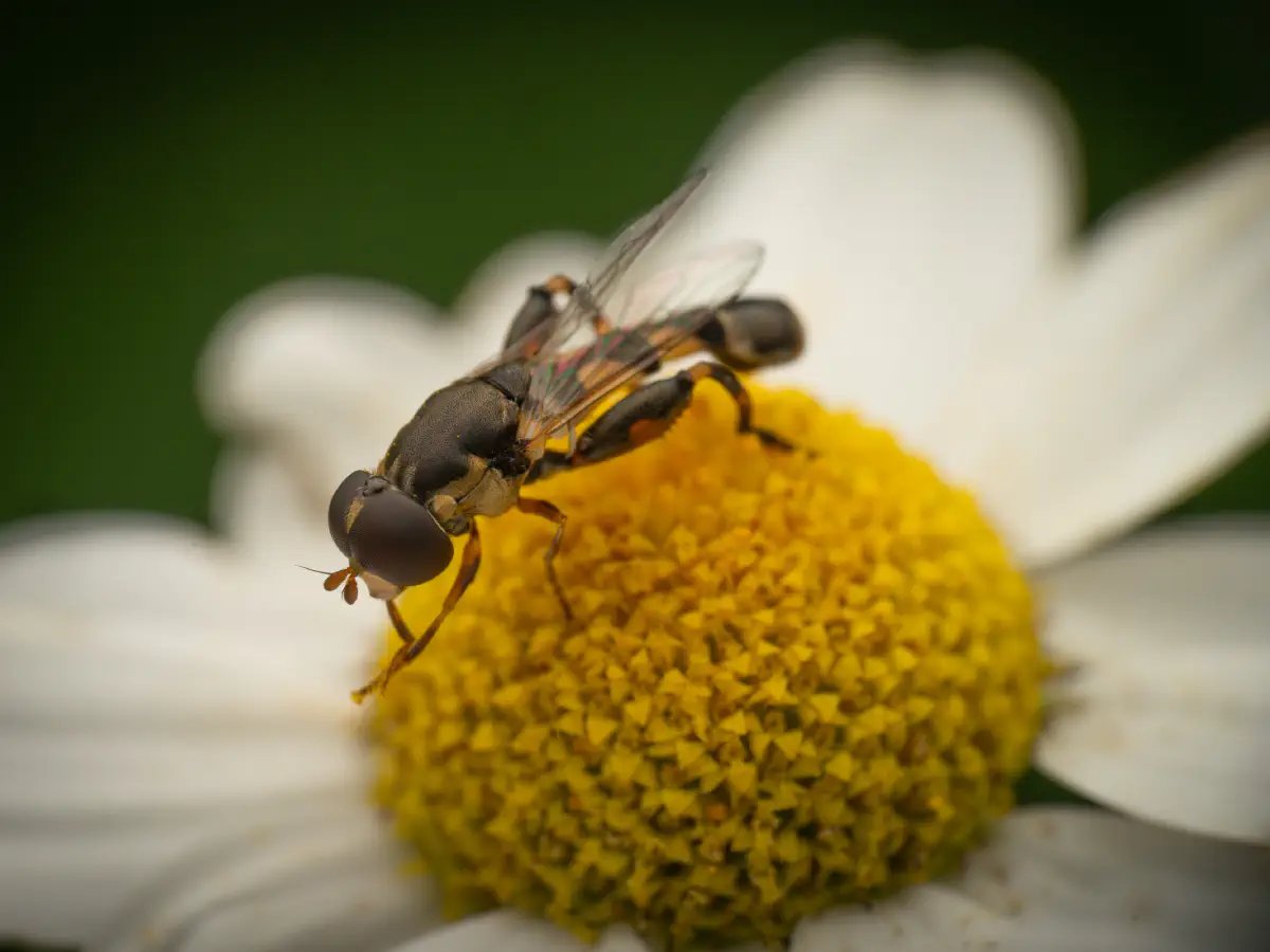Thick-legged Hover Fly