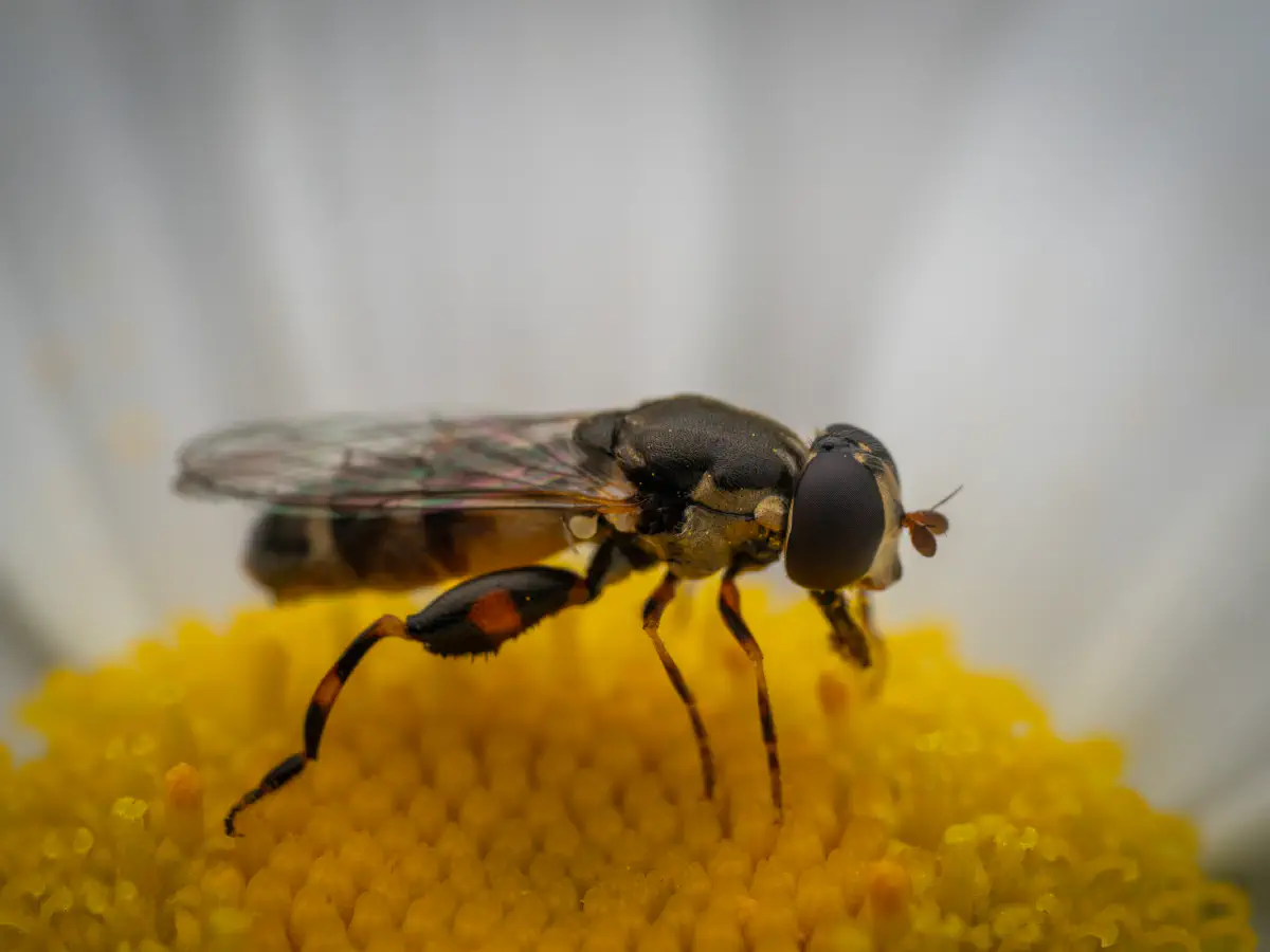 Thick-legged Hover Fly