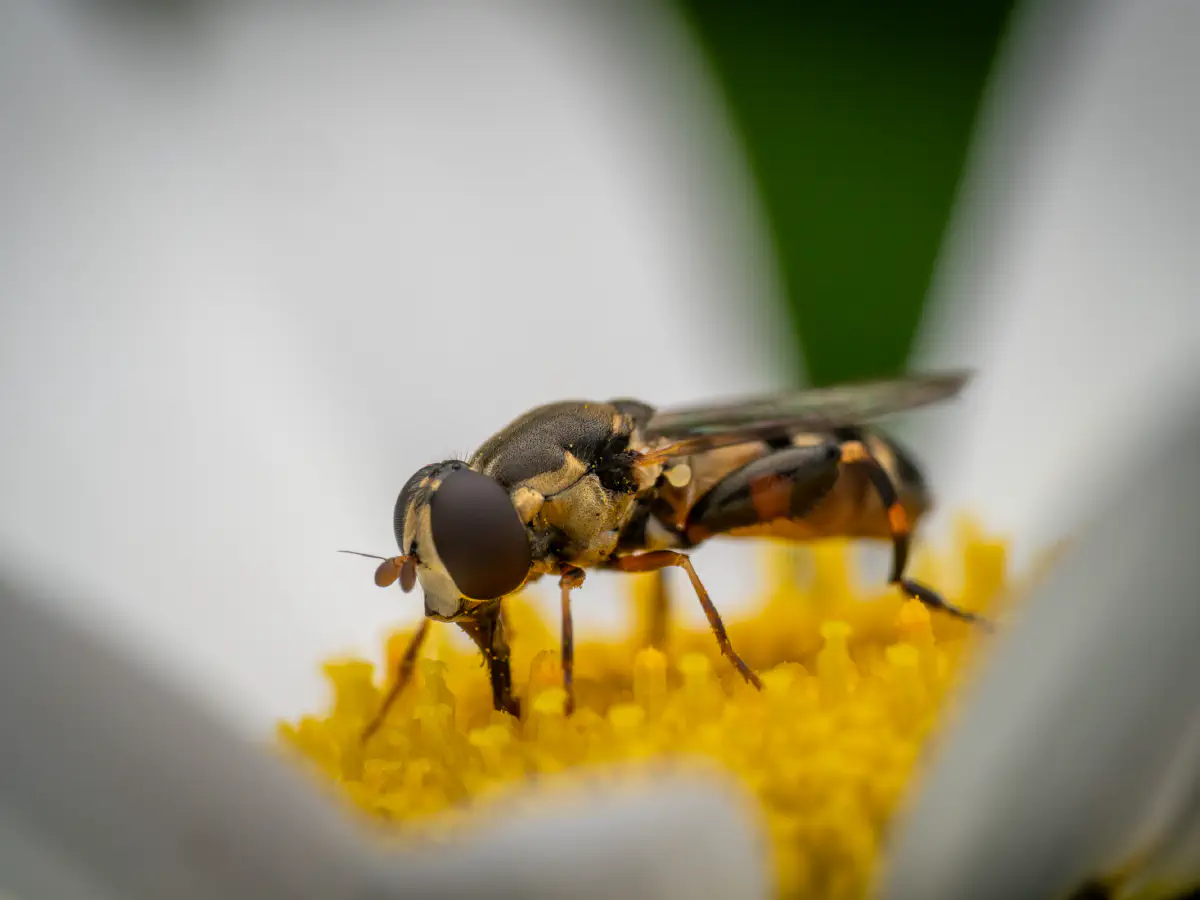 Thick-legged Hover Fly
