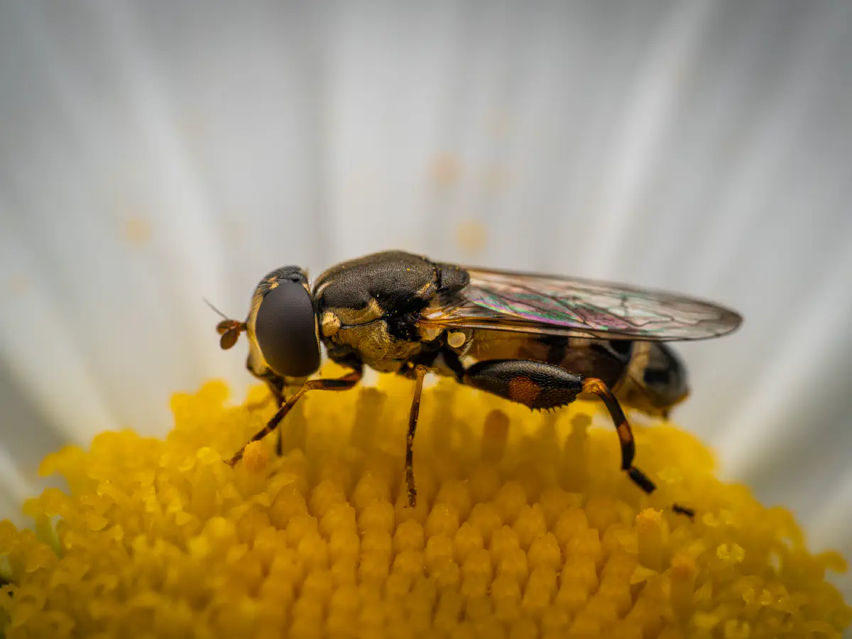 Thick-legged Hover Fly