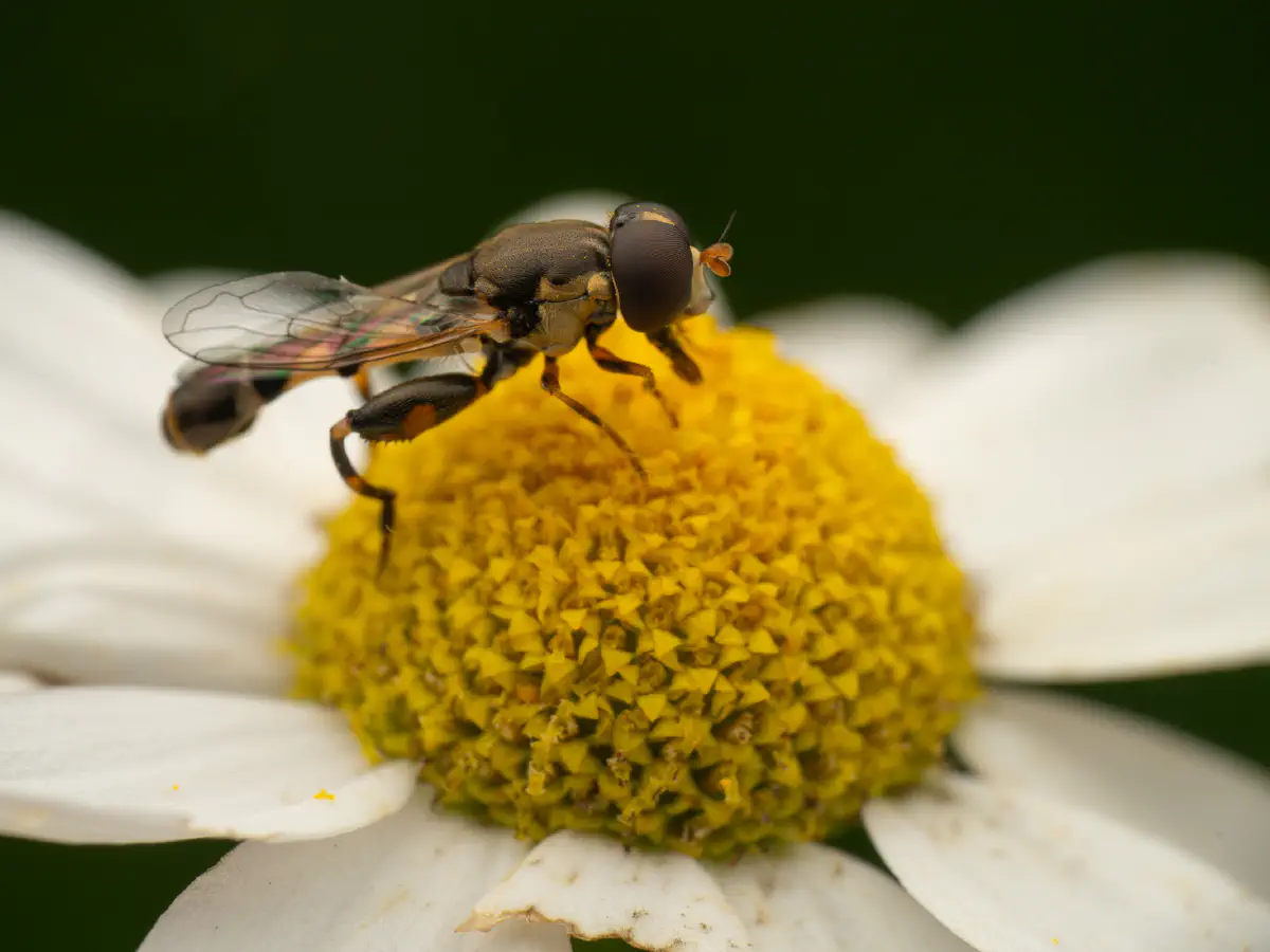 Thick-legged Hover Fly