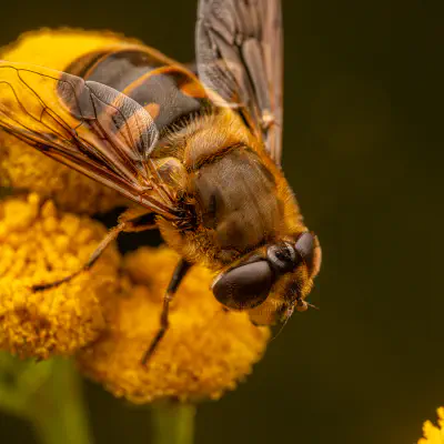 Common Drone Fly