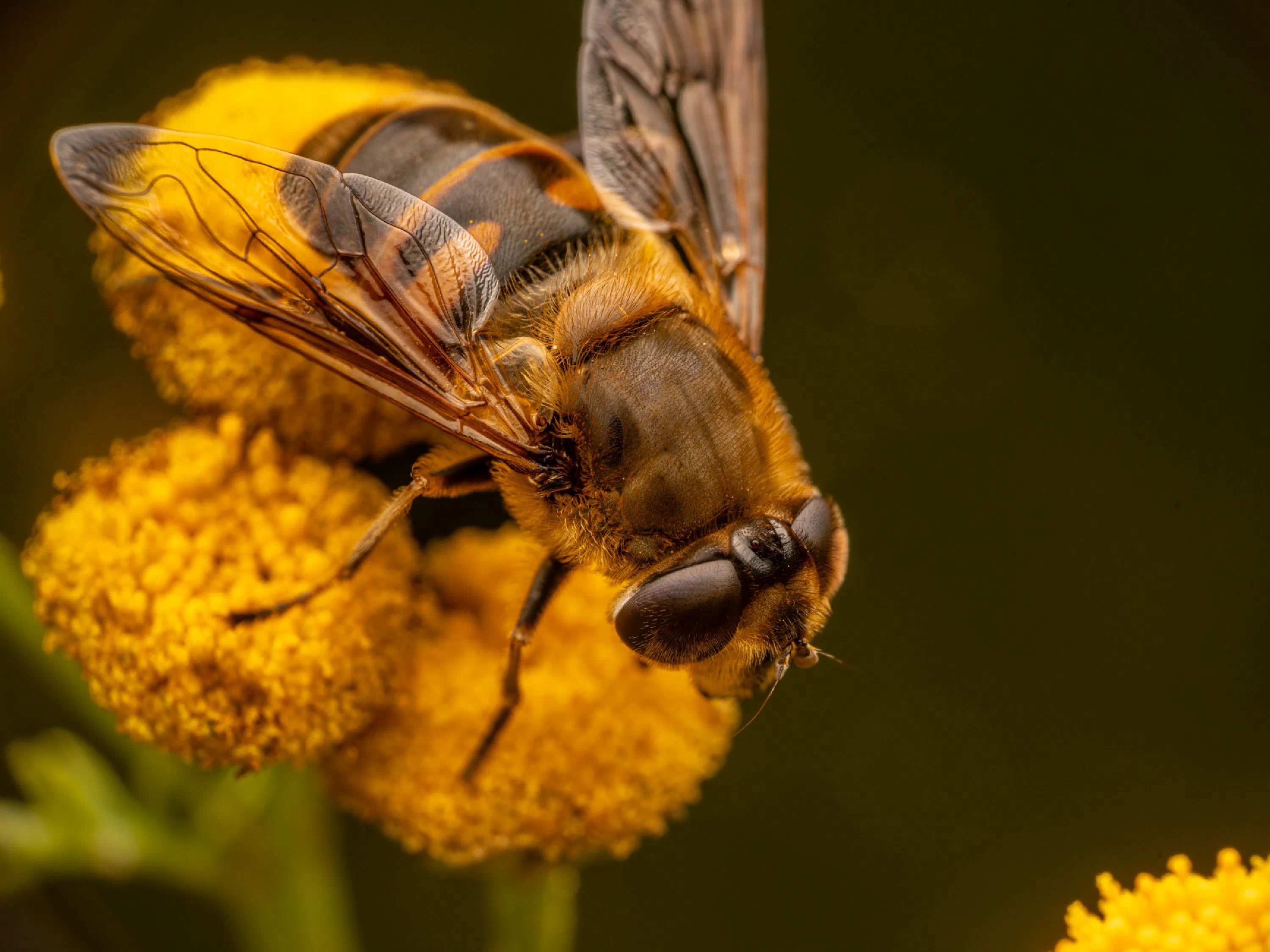 Common Drone Fly