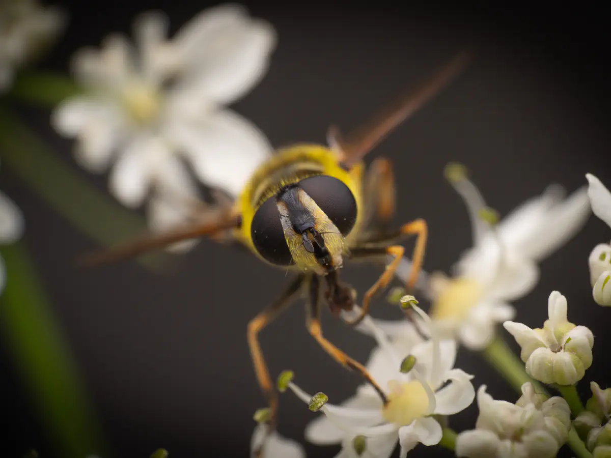 Totenkopfschwebfliege