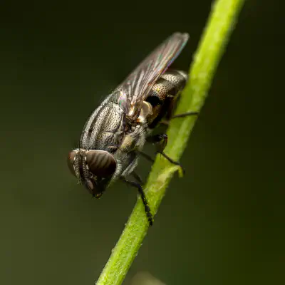 Stomorhina lunata