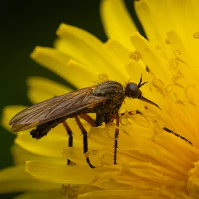 Tanzfliegen