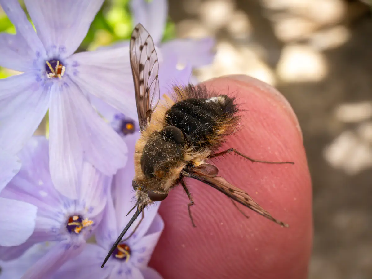 Dotted Bee Fly