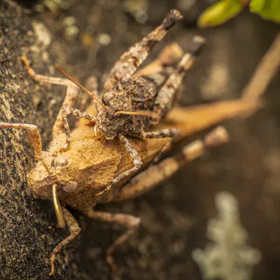 Blauflügelige Ödlandschrecke