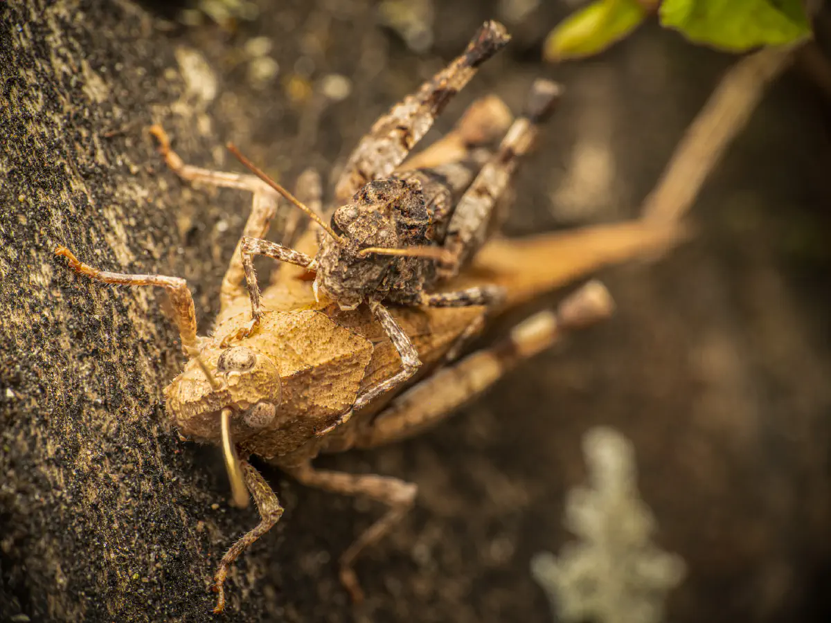 Blauflügelige Ödlandschrecke