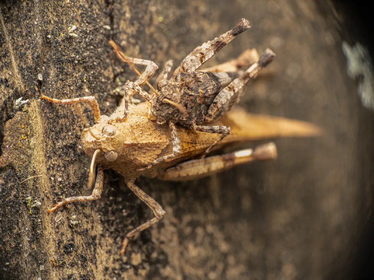 Blauflügelige Ödlandschrecke