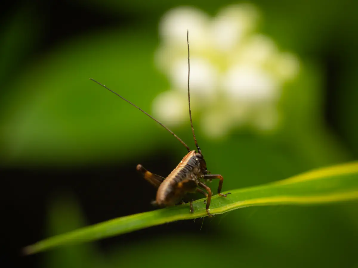 Gewöhnliche Strauchschrecke