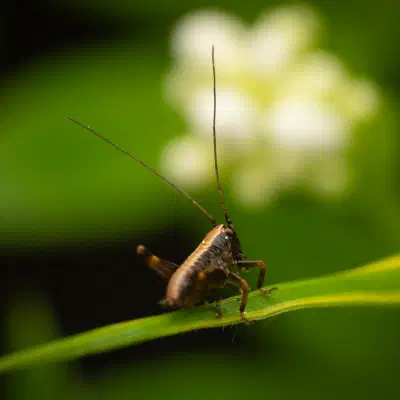 Gewöhnliche Strauchschrecke