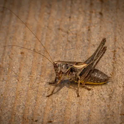 Gewöhnliche Strauchschrecke