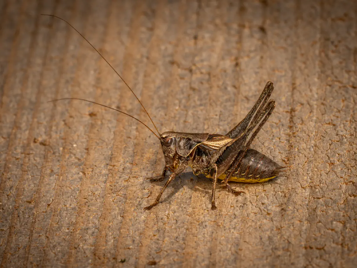 Gewöhnliche Strauchschrecke