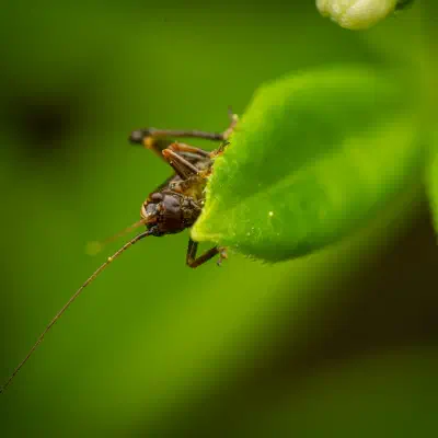 Gewöhnliche Strauchschrecke