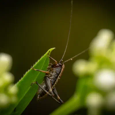 Gewöhnliche Strauchschrecke