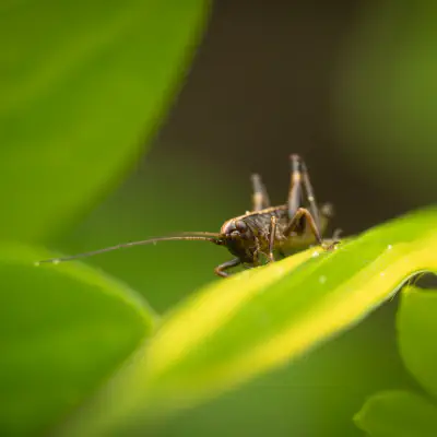 Gewöhnliche Strauchschrecke