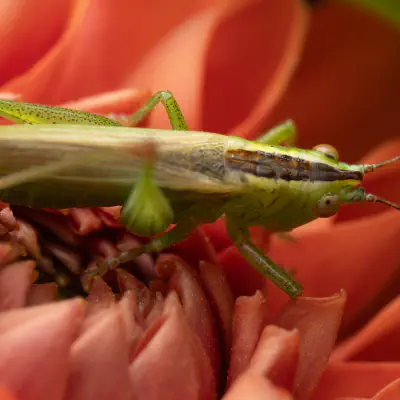 Langflügelige Schwertschrecke