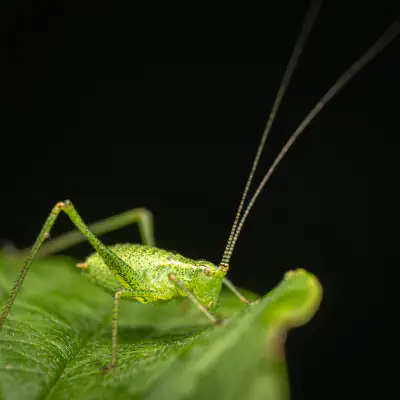 Punktierte Zartschrecke