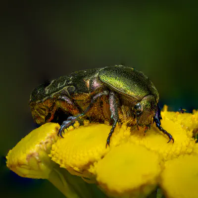 Goldglänzender Rosenkäfer