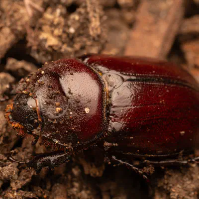 Scarabée rhinocéros européen