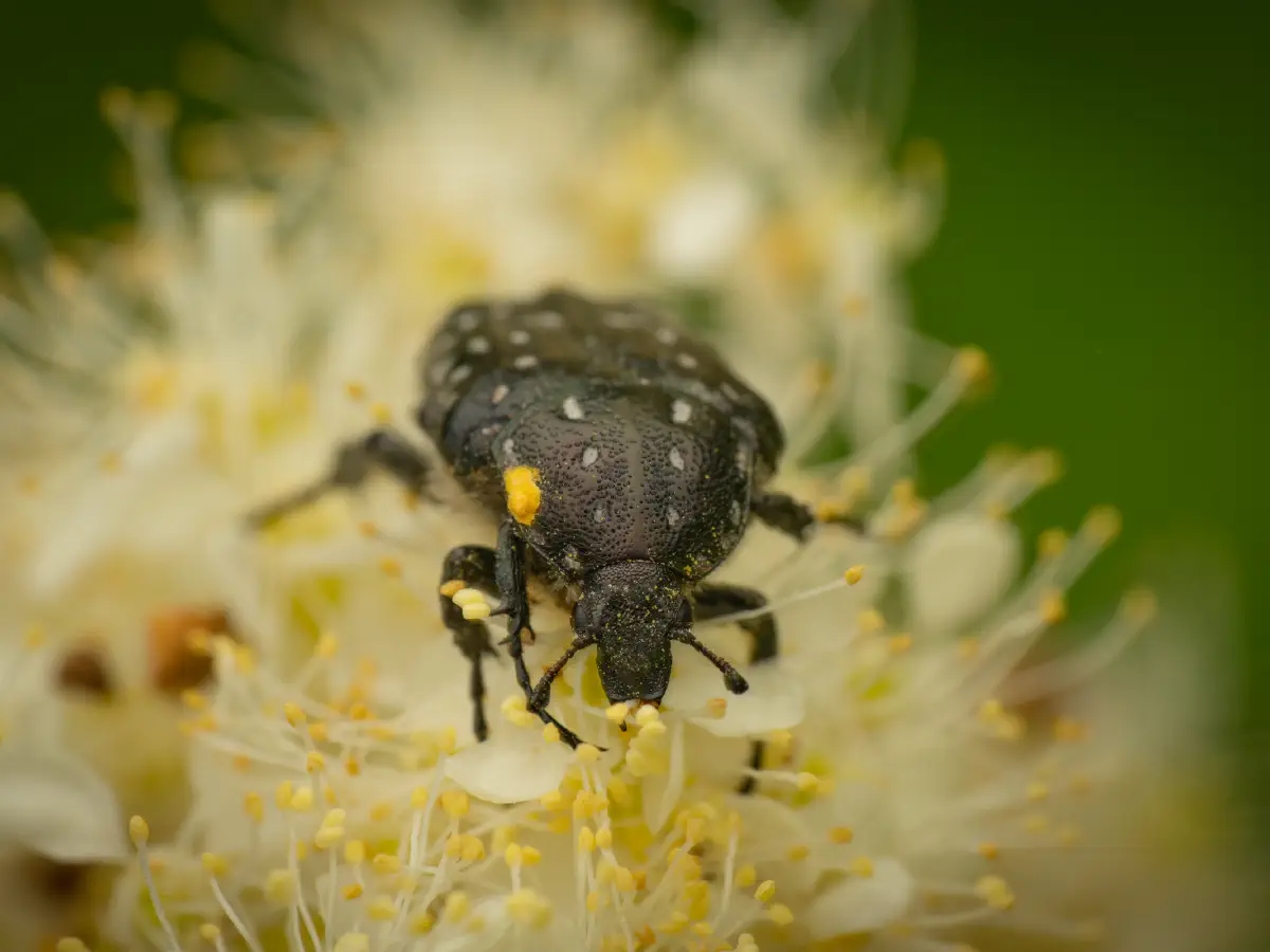 Mediterranean Spotted Chafer