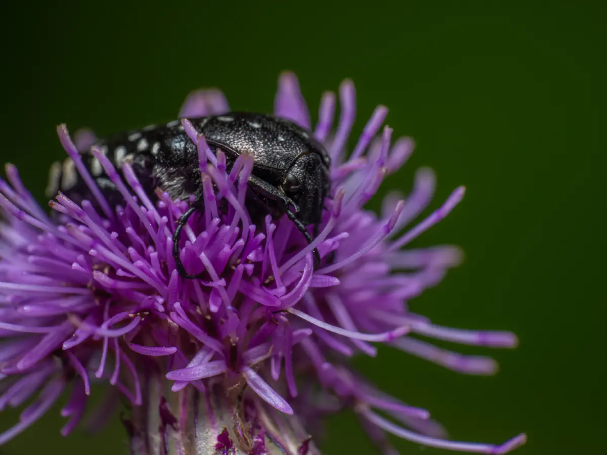 Mediterranean Spotted Chafer
