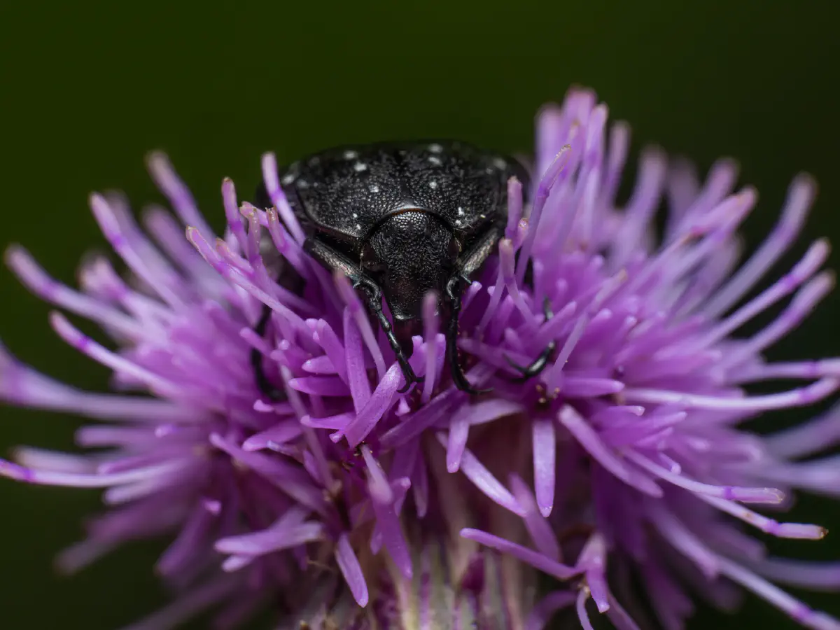 Mediterranean Spotted Chafer
