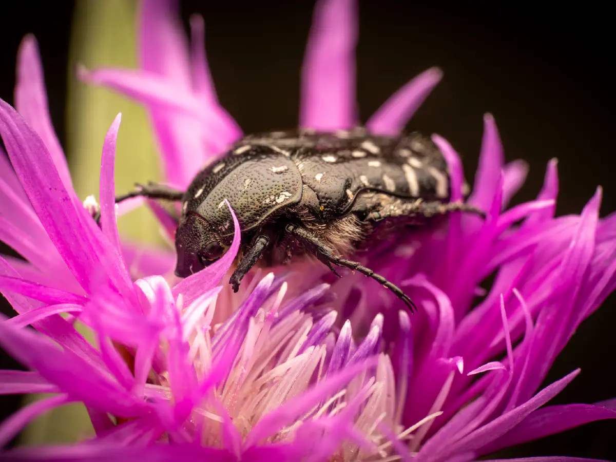 Mediterranean Spotted Chafer
