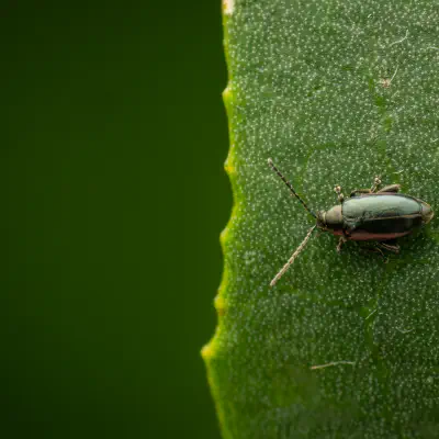 Blauseidiger Kohlerdfloh