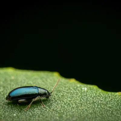 Blauseidiger Kohlerdfloh