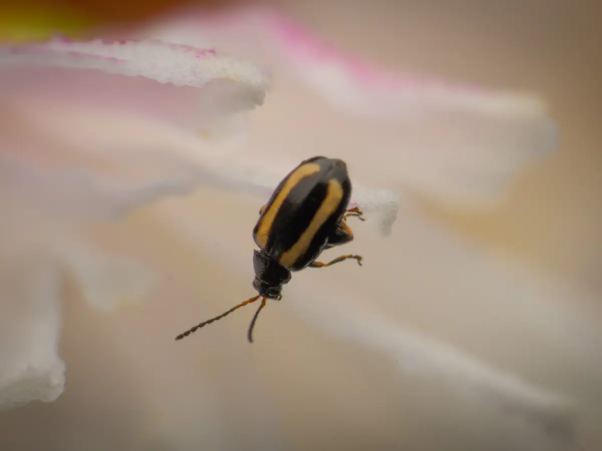 Gestreifter Blattfloh