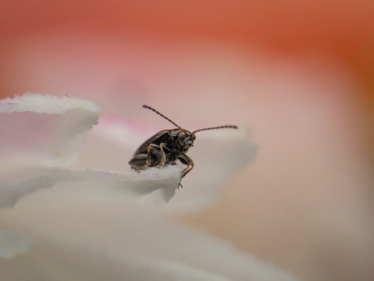 Gestreifter Blattfloh