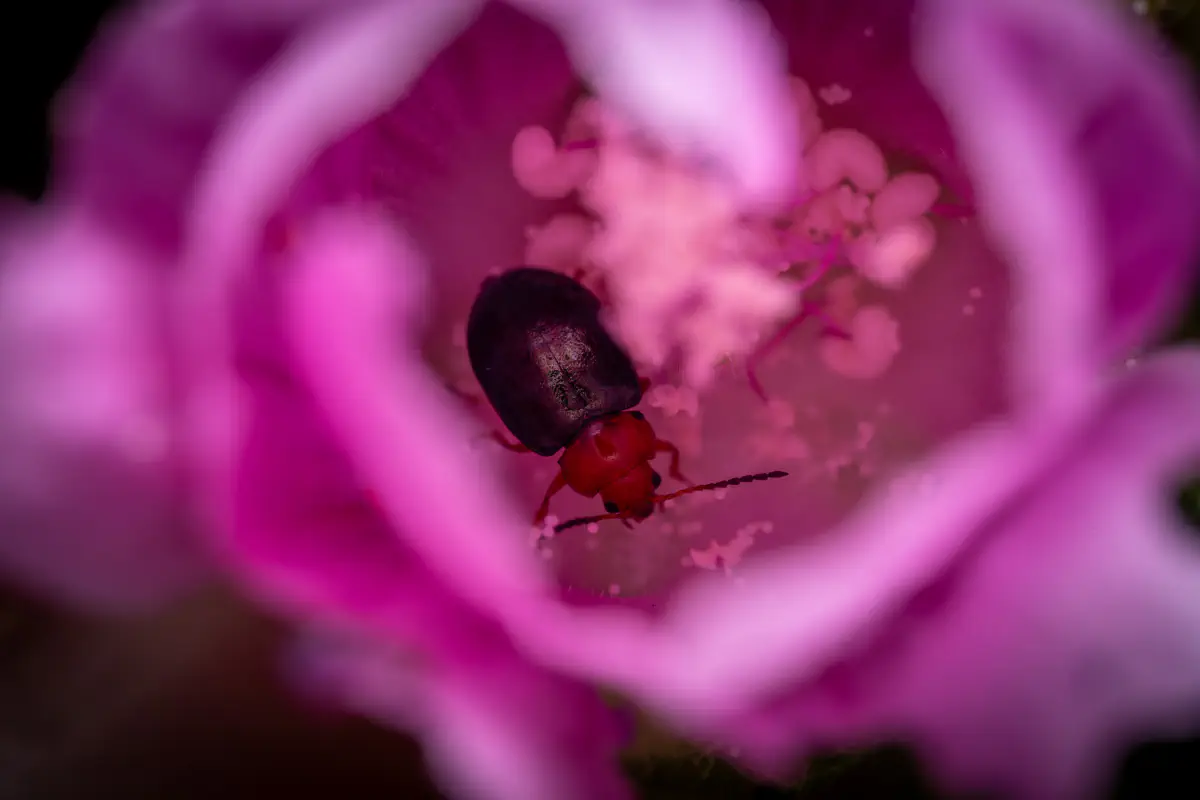 Gewöhnlicher Malven-Erdfloh