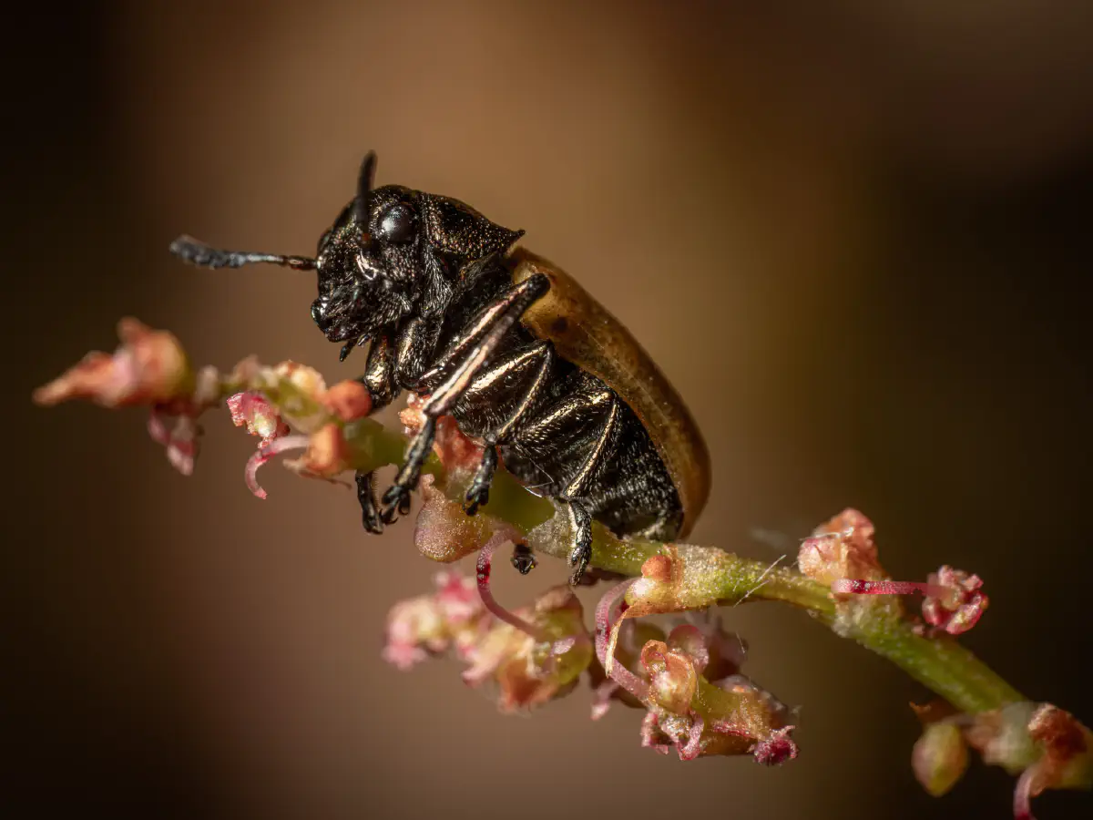 Gemeiner Langbeinkäfer