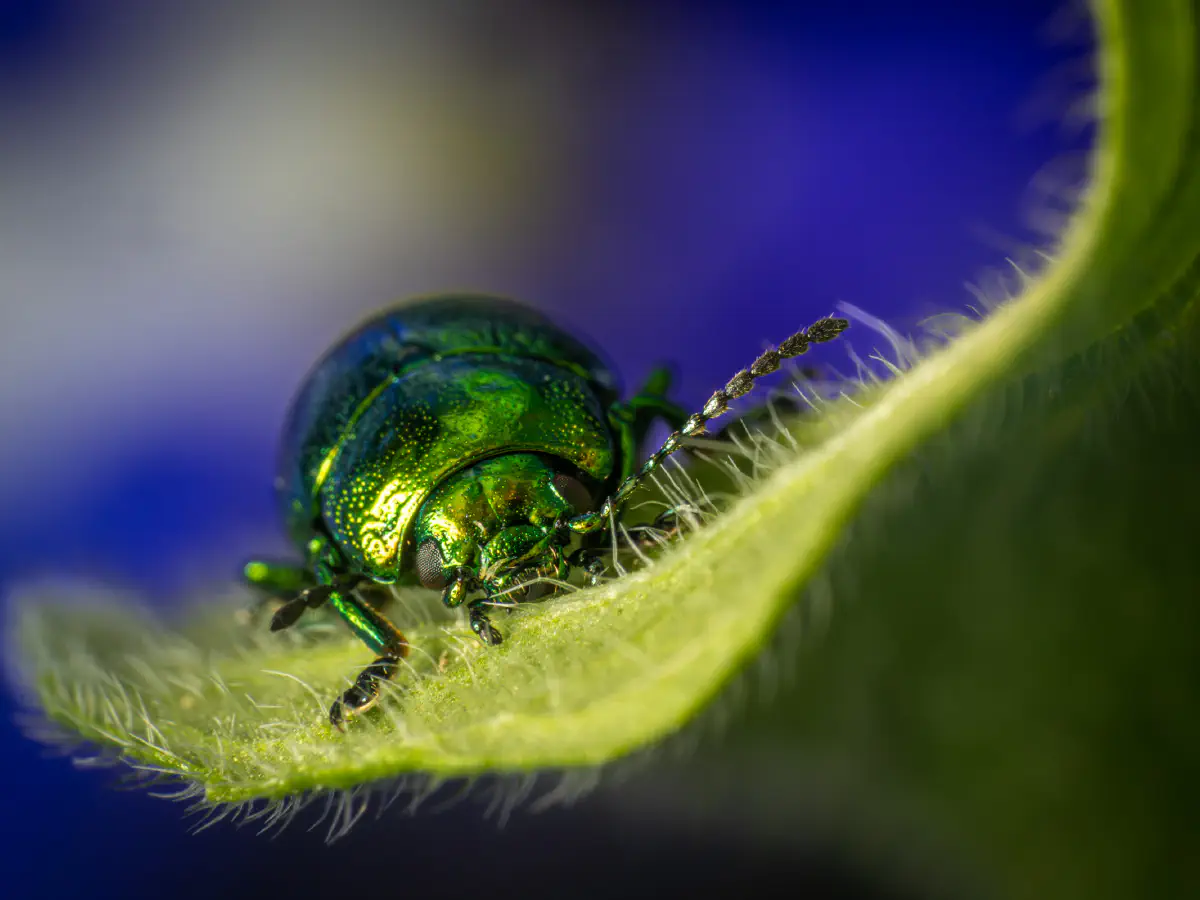 Grüner Sauerampferkäfer