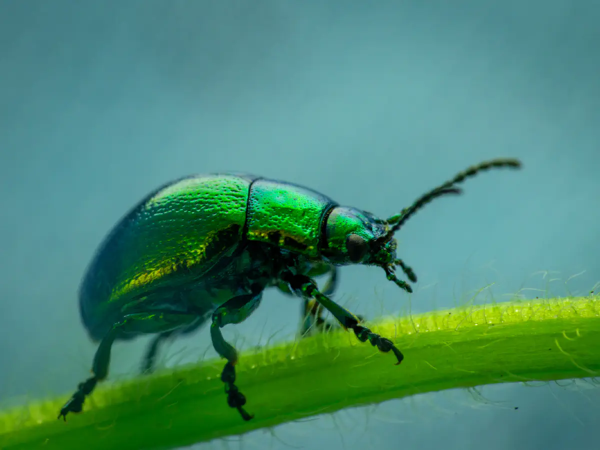 Grüner Sauerampferkäfer