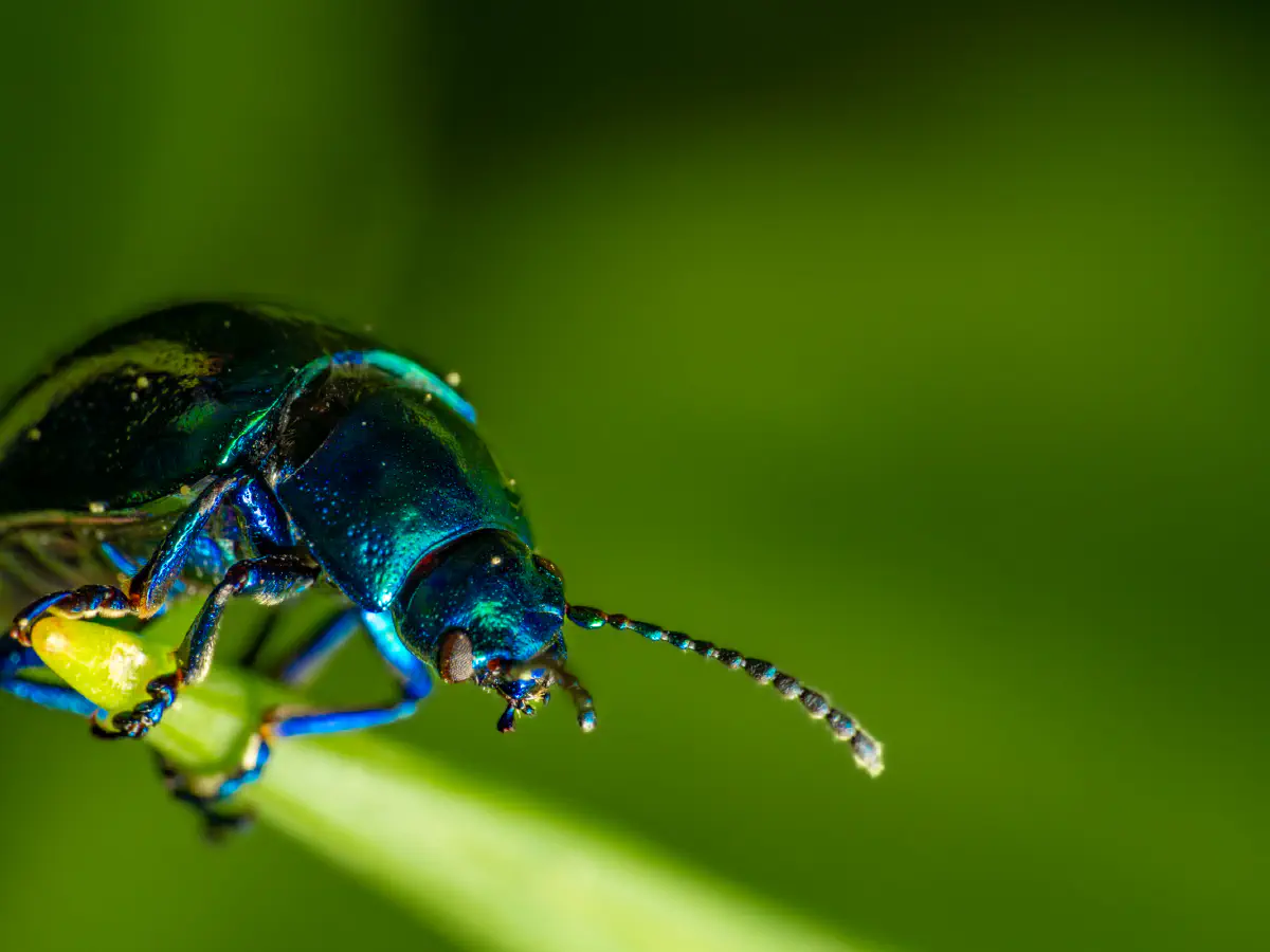 Himmelblauer Blattkäfer