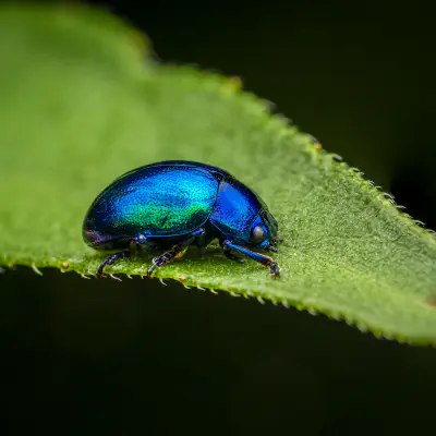 Himmelblauer Blattkäfer