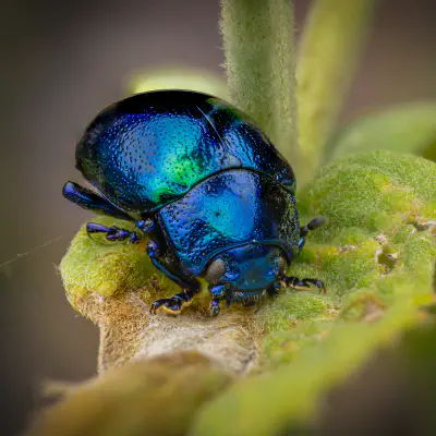 Himmelblauer Blattkäfer