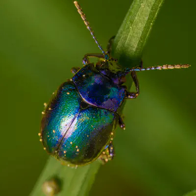 Himmelblauer Blattkäfer